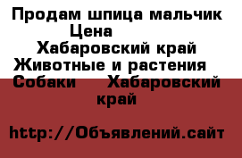 Продам шпица мальчик. › Цена ­ 10 000 - Хабаровский край Животные и растения » Собаки   . Хабаровский край